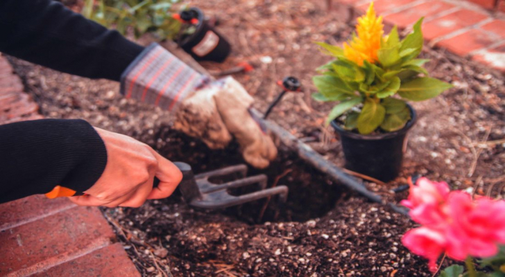 أسرار نجاح  زراعة الورد الجوري - فيديو